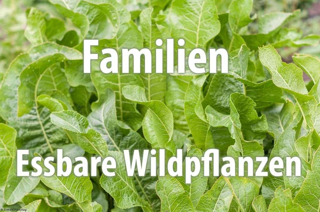 Familie - Essbare Wildpflanzen